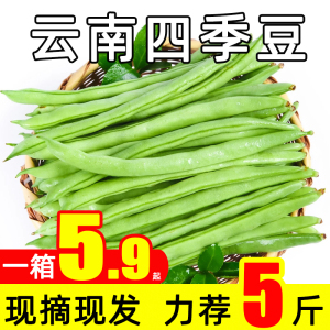 新鲜现摘四季豆云南豆角农家自种应季蔬菜长扁芸豆5斤整箱包邮