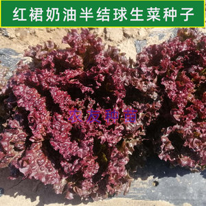 红色奶油生菜种子籽台湾精品紫红叶红裙孑春四季高产阳台沙拉生食