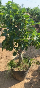 苹果树果苗嫁接世界一号奶油富士南北方盆栽庭院种植果树随机发
