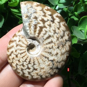 珍品 螺化玉 螺化石 - アクセサリー