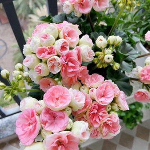 重瓣天竺葵花苗四季直立开花日本碗夏日玫瑰盆栽花卉庭院阳台植物
