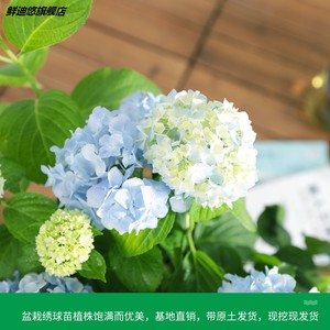 绣球花苗含盆四季无尽夏室外庭院花卉花手鞠地栽鲜花紫阳花盆栽 阿里巴巴找货神器 绣球花苗含盆四季无尽夏室外庭院花卉花手鞠地栽鲜花紫阳花盆栽 阿里巴巴找货神器