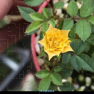 超微月季金平糖 超微月季金平糖品牌 价格 阿里巴巴