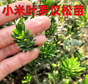 小米叶罗汉松 叶子非常小的罗汉松品种 绿植树苗松树造型盆景盆栽