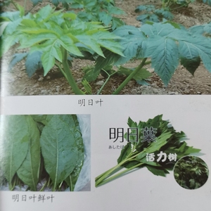 盆栽培日本进口明日叶八丈岛奇草含查尔酮长寿菜仙草种苗现货