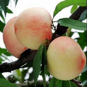 早熟五月红水蜜桃南方北方种植嫁接桃树苗盆栽地栽果树高产易活