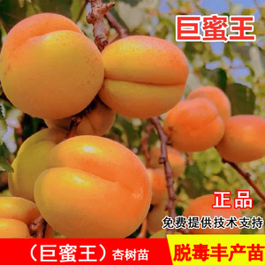 特大巨蜜王杏树苗离核甜杏子苗耐寒北方南方种当年结果水果树果苗
