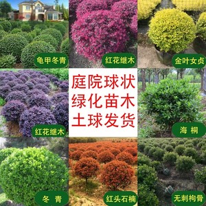 黄杨球红叶石楠树苗红花继木球状绿化庭院花卉大植物风景树工程苗