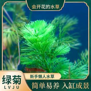 绿菊水草鱼缸造景新手养殖阴性淡水植物后景草沉水不用泥增氧净化