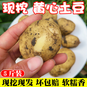 农家自种新鲜蔬菜土豆黄心土豆农村非转基因老品种马铃薯洋芋