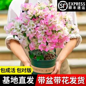 三角梅盆栽带花重瓣绿缨老桩树苗爬藤植物绿植室内外庭院阳台花卉