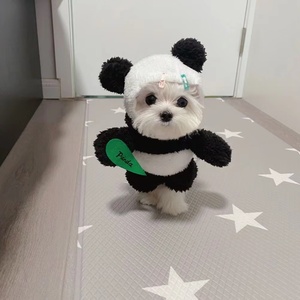 狗狗熊猫衣服马尔济斯博美宠物中小型犬站立装搞怪笑直立装变身装