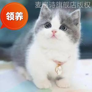 猫咪活物宠物幼猫暹罗布偶橘猫英短幼崽美短小猫蓝猫金银渐层猫猫