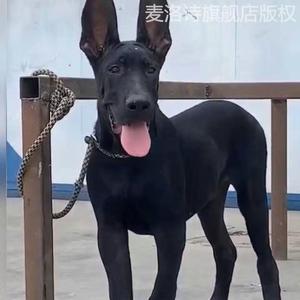 中国黑狼犬中华黑狼犬混血狗狗活物黑狼犬墨界黑狼幼崽大型黑狗狗