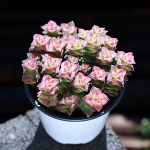 十字星锦多肉 十字星锦多肉品牌 价格 阿里巴巴 十字星锦多肉 十字星锦多肉品牌 价格 阿里巴巴