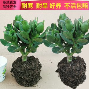 玉树盆栽室内净化空气绿植花卉四季玻璃翠燕子掌大多肉植物