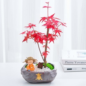 红枫盆栽万年红花卉四季红叶植物室内客厅办公桌面美观好养盆景树