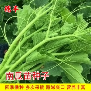 南瓜苗种子专吃藤茎嫩叶秋四季蔬菜种孑阳台盆栽田园特色蔬菜种孑