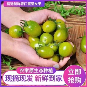 新鲜青口蜜小番茄圣女果寿光绿宝石小番茄樱桃西红柿现摘现发水果