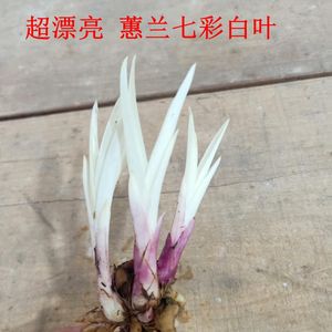 特漂亮！新品兰花 蕙兰矮种 七彩 白叶 镇园之宝 值得收藏