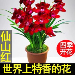 超香 兰花苗仙山红 名贵中透花卉绿植室内盆栽四季建兰兰草