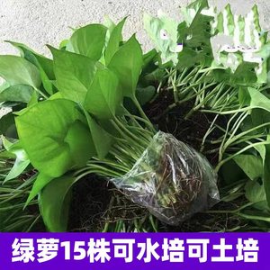 绿萝水培植物盆栽水生水养绿箩不要盆室内除甲醛吊兰好养四季花卉