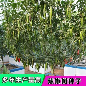一年四季辣椒树盆栽树苗巨型大型多年生老桩食用广东高产辩辨秧苗