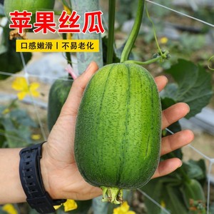 台湾苹果丝瓜苗秧苗高产嫁接老品种苹果丝瓜种籽/种子