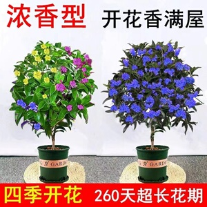 桂花树苗盆栽四季桂金桂浓香型室内植物庭院黄金大树盆景地栽花卉