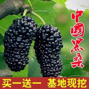 桑葚树苗当年结果南北方种植嫁接无籽大十果桑苗台湾四季长果盆栽