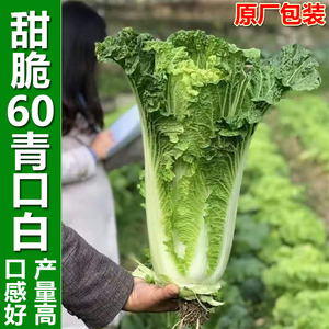 贵州甜脆青口白种子60天高桩直筒早熟青麻叶大白菜四季蔬菜种籽孑