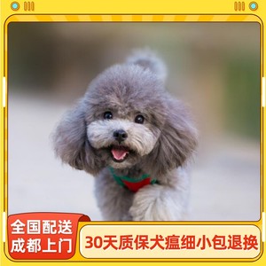 【成都犬舍】泰迪幼犬纯种红色灰色白色小型贵宾犬宠物狗狗活物