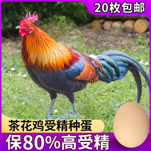 云南茶花鸡种蛋受精鸡蛋非珍珠纯长尾观赏鸡种蛋受精蛋可孵化小鸡