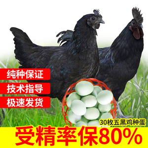 纯种五黑鸡种蛋受精蛋可孵化小鸡乌骨土鸡五黑一绿壳种蛋受精鸡蛋