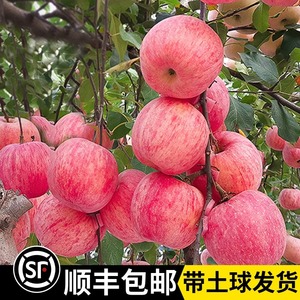 苹果树果苗昭通红富士矮化南北种植苹果树果苗盆栽果树苗当年结果