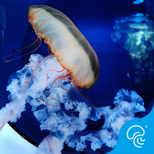 太平洋海刺水母黄金咖啡海刺活体中大型海水观赏鱼人工繁殖无毒