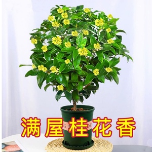 四季桂花盆栽桂花树苗四季开月月开花室内阳台庭院浓香型花卉植