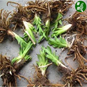 四季黄花菜种苗食用黄花菜根苗多年生种植金针菜苗根黄花菜种子根