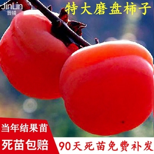 磨盘火晶柿子水果树苗脆甜柿子苗树嫁接苗当年结果特大南北方种植
