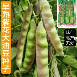 紫花东北油豆角种籽一点红油豆春季蔬菜孑大宽四季架芸豆种子高产