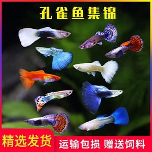 黄礼服孔雀鱼 黄礼服孔雀鱼品牌 价格 阿里巴巴