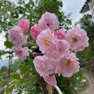 无刺粉团蔷薇花苗古老月季淡粉色庭院阳台爬藤植物开花多长势快