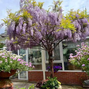 紫藤花树苗爬藤植物攀援花卉室内盆栽围墙地栽耐寒丰花盆景老桩