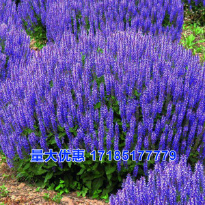 蓝色的花鼠尾草花种子一串兰花籽多年生耐寒四季播种开花庭院花种