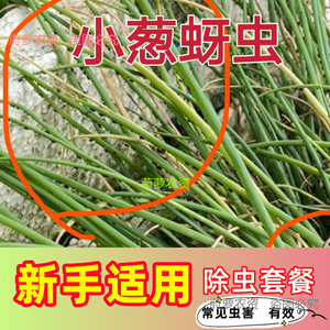 阳台室内蔬菜杀虫剂辣椒韭菜小葱蒜蚜虫腻虫青虫跳甲专用除虫剂药