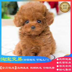 黑贵宾犬活 黑贵宾犬活品牌 价格 阿里巴巴 黑贵宾犬活 黑贵宾犬活品牌 价格 阿里巴巴