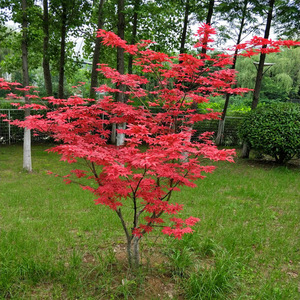 四季红枫树苗盆栽花卉阳台庭院植物别墅风景树耐寒日本红枫树盆景
