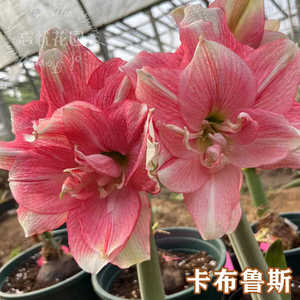 蒂卡卡布鲁斯朱顶兰粉色大花重瓣品种