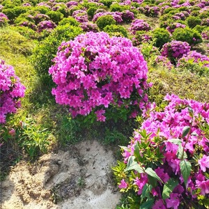 毛杜鹃球杜鹃花树苗紫娟夏鹃花映山红苗别墅庭院地栽四季常青绿化