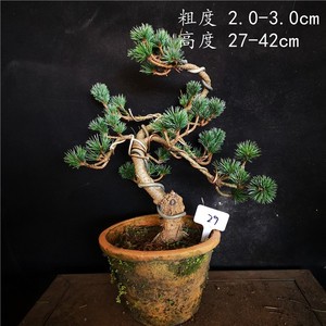 五叶松盆栽 五叶松盆栽品牌 价格 阿里巴巴